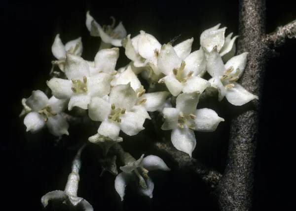 Krásný Botanický Záběr Přírodní Tapety — Stock fotografie