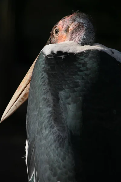 Marabou Čáp Pták Velký Zobák — Stock fotografie