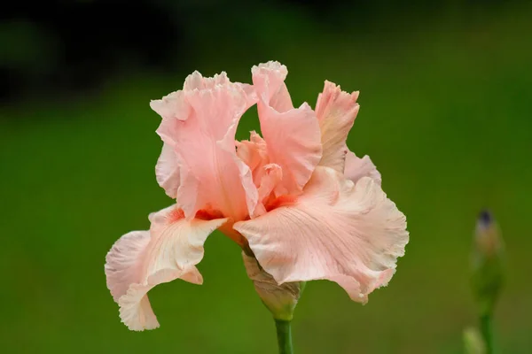 Een Van Mijn Favoriete Vaste Planten Iris Magische Ontmoeting Met — Stockfoto