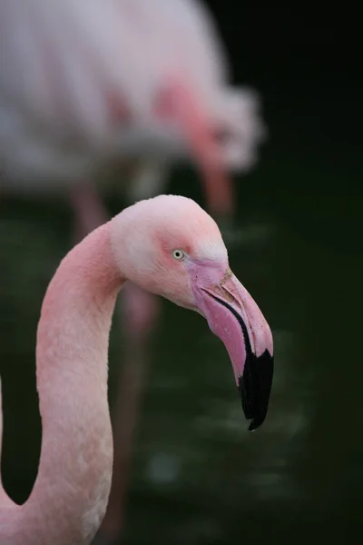 Vogel Gramado Rosa — Fotografia de Stock