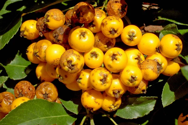 Gelbe Beeren Auf Ästen — Stockfoto