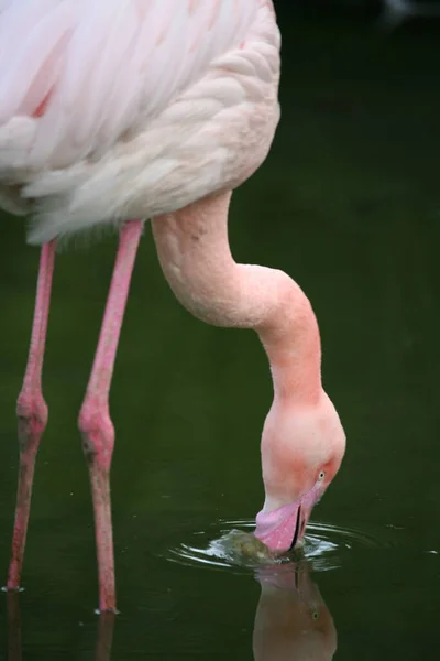 Graziler Vogel Pink — стокове фото