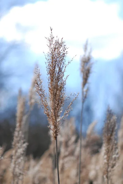 Bel Colpo Botanico Carta Parati Naturale — Foto Stock