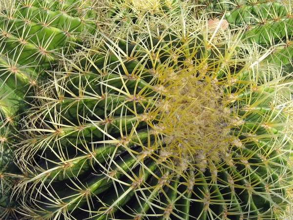 Planta Natureza Tropical Flora Botânica Cacto — Fotografia de Stock