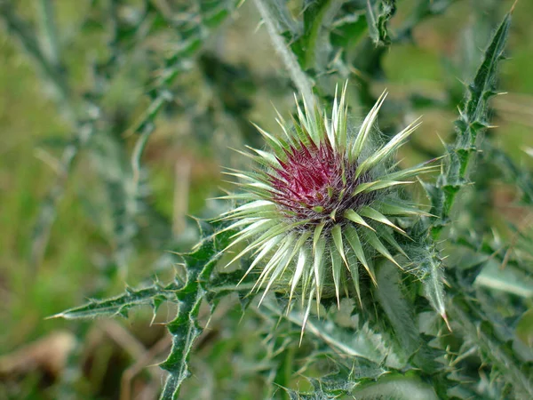 Thistle Flower Garden — Stock Photo, Image