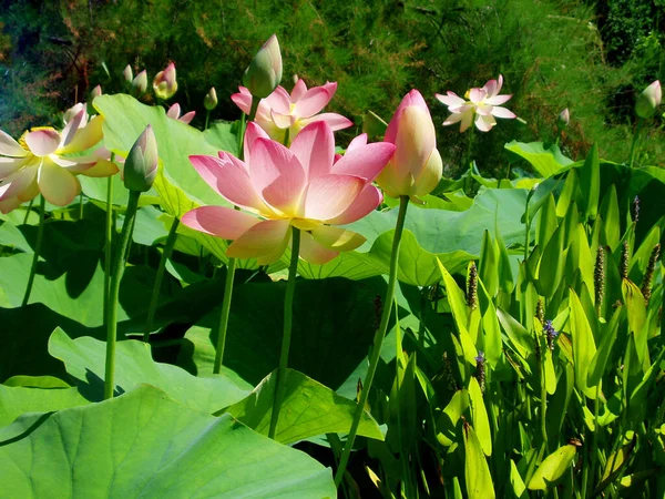 Malerische Ansicht Der Schönen Bunten Lotus — Stockfoto