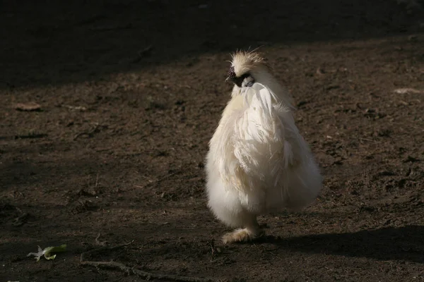 Vedere Pitorească Păsărilor Frumoase Natură — Fotografie, imagine de stoc