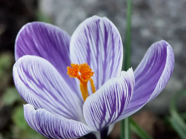 Kronblad Krokus Vårblommor — Stockfoto