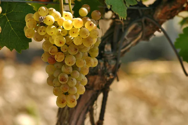 Eran Las Uvas Austria Baja Está Influenciada Por Clima Panónico —  Fotos de Stock