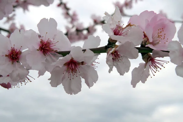 Mooi Botanisch Schot Natuurlijk Behang — Stockfoto