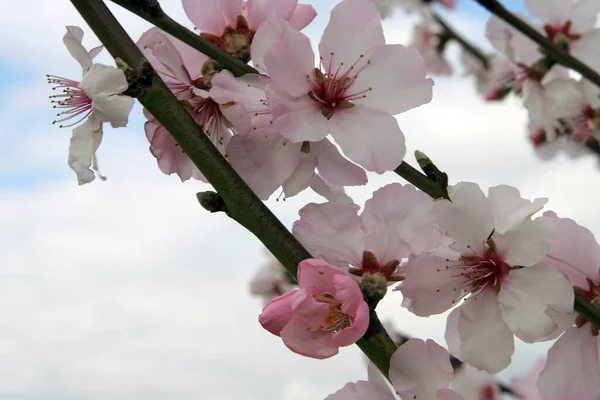 Цветущая Сакура Цветет Весенний День — стоковое фото