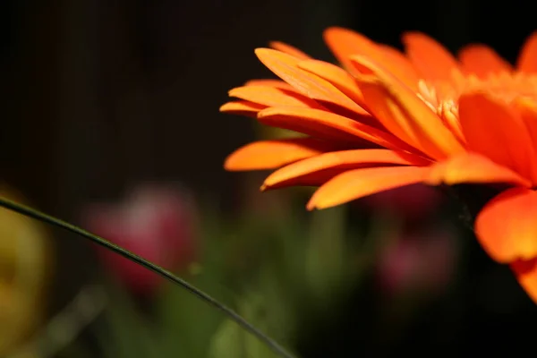 Gerbera Çiçek Yaprakları Flora — Stok fotoğraf