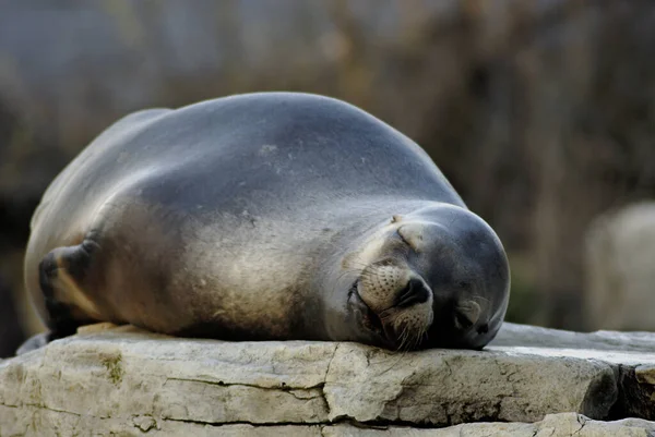 Una Chica Foca Sueño Profundo —  Fotos de Stock