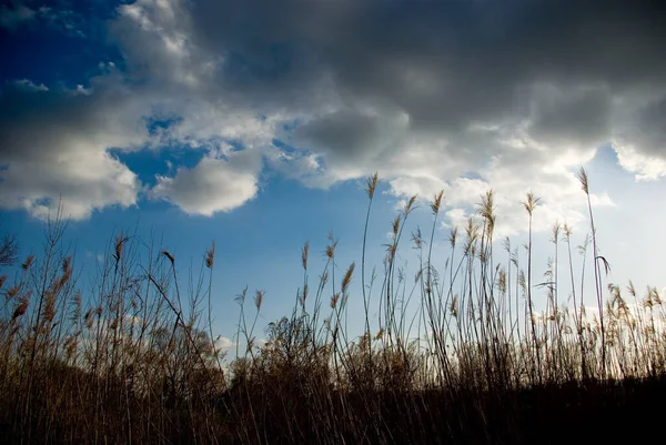 Schöne Botanische Aufnahme Natürliche Tapete — Stockfoto