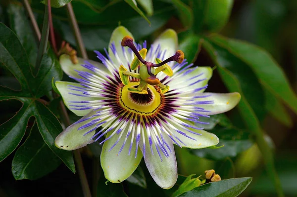 Passiebloem Flora Blaadjes — Stockfoto