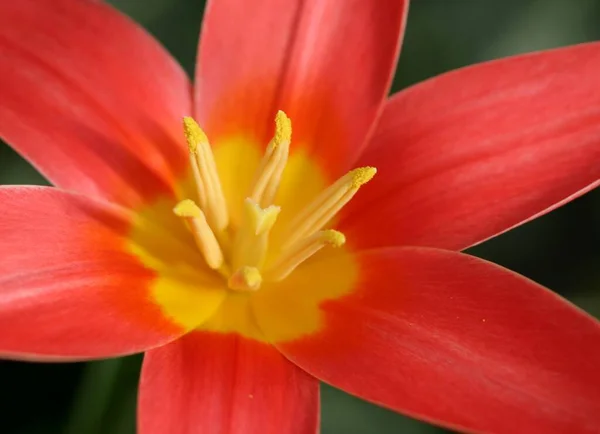 First Tulips Balcony Coming Out — Stock Photo, Image