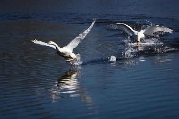 Vista Aswanscenic Cisne Majestoso Natureza — Fotografia de Stock