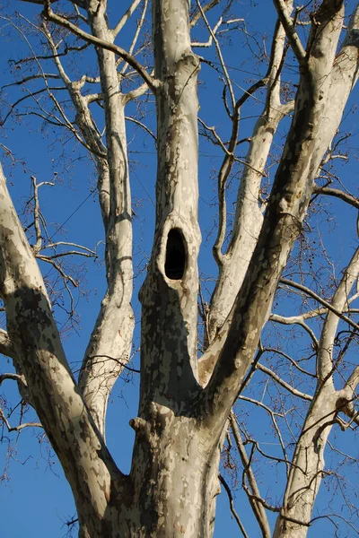 Дерево Голубым Небом — стоковое фото