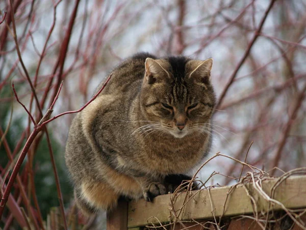 Портрет Милого Кота — стокове фото