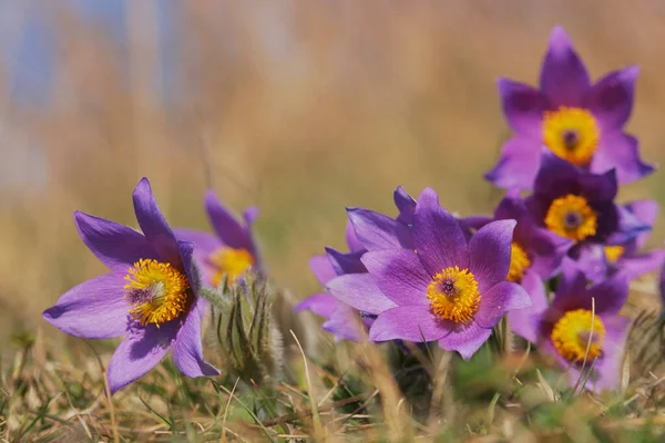 Vackra Lila Blommor Fältet — Stockfoto