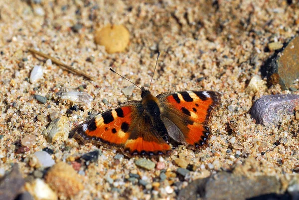 Pequena Raposa Borboleta Lepidoptera — Fotografia de Stock