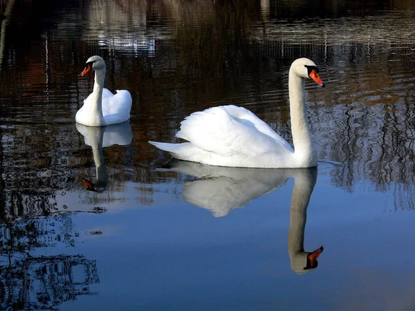 Vista Aswanscenic Cisne Majestoso Natureza — Fotografia de Stock