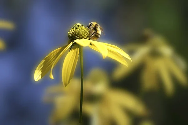 Vue Rapprochée Bel Insecte Bourdon — Photo