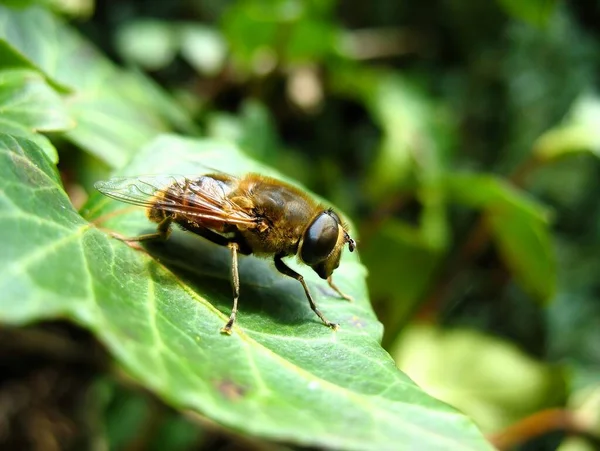 Close Bug Natureza Selvagem — Fotografia de Stock