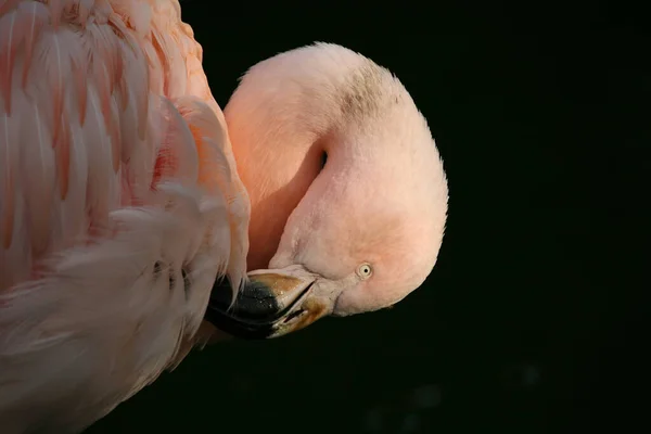 Graziler Vogel Pink — Stockfoto