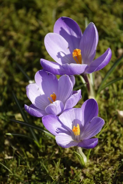 Okvětní Lístky Krokus Jarní Květiny — Stock fotografie
