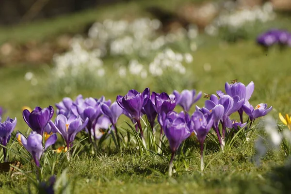 Лепестки Крокуса Весенние Цветы — стоковое фото