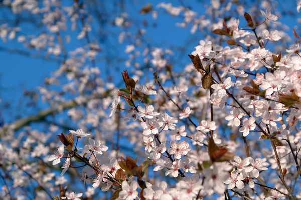 Florecen Primavera Florecen Flores Las Ramas Los Árboles — Foto de Stock