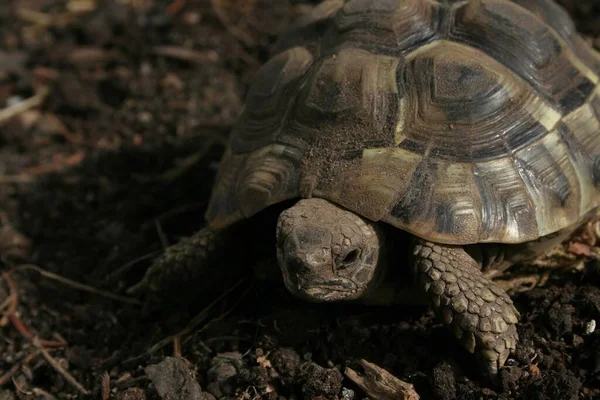 Sköldpaddsreptil Djurvarelse — Stockfoto