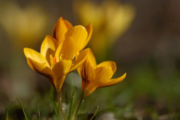 Gelbe Krokusblüte Garten — Stockfoto