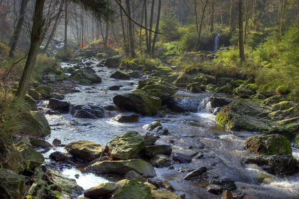 Composizione Della Natura — Foto Stock