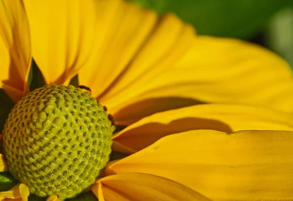 Amarelo Girassol Pétalas Campo Flora — Fotografia de Stock