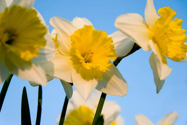 Sarı Bahar Çiçekleri Narcissus — Stok fotoğraf