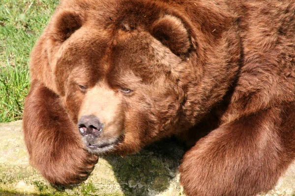 Коричневий Ведмідь Тварина Грізлі — стокове фото