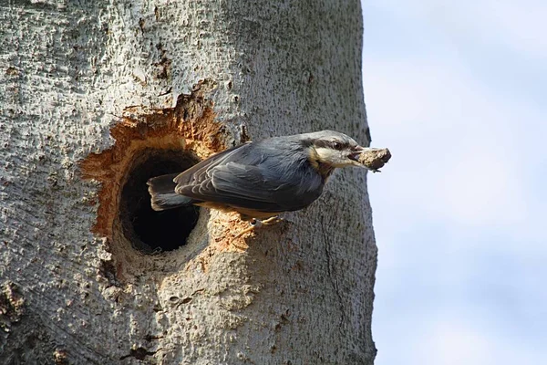 Schilderachtig Uitzicht Prachtige Vogel Natuur — Stockfoto