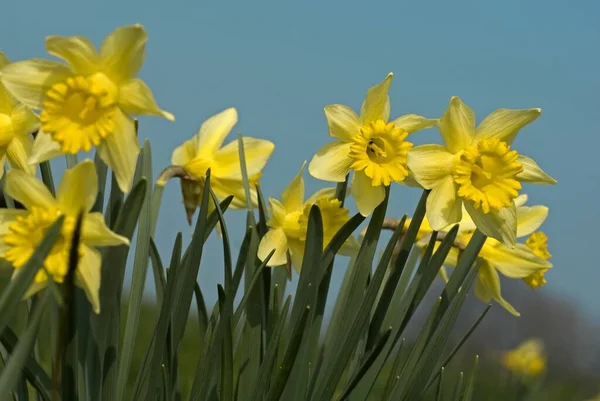 Narciso Narciso Flor Primavera — Fotografia de Stock