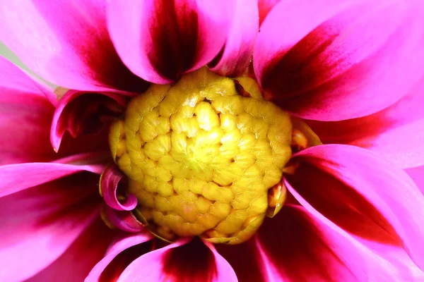 Schöne Blumen Blumiges Konzept Hintergrund — Stockfoto