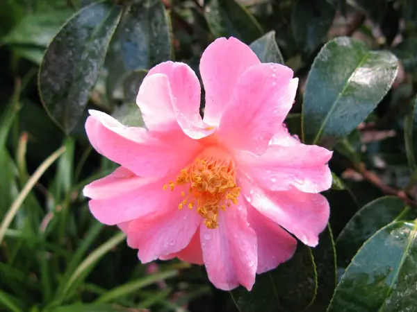 Квітка Камелії Цвітіння Флора — стокове фото