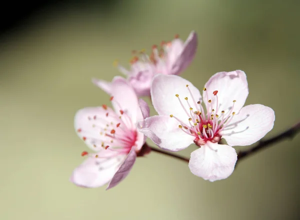 Kirschblüte Blumen Auf Baum — Stockfoto