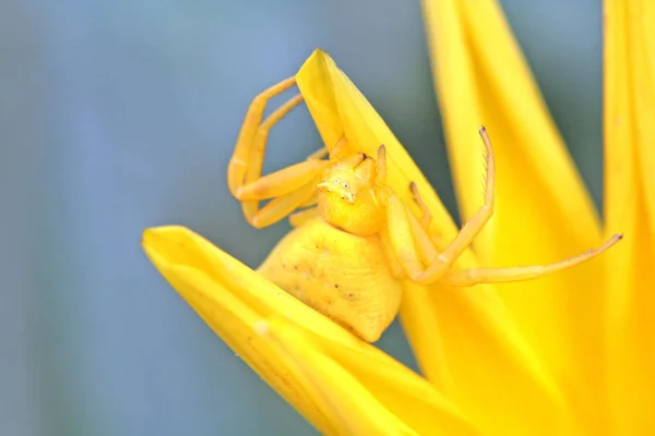 黄色のクモ生物学的昆虫 — ストック写真