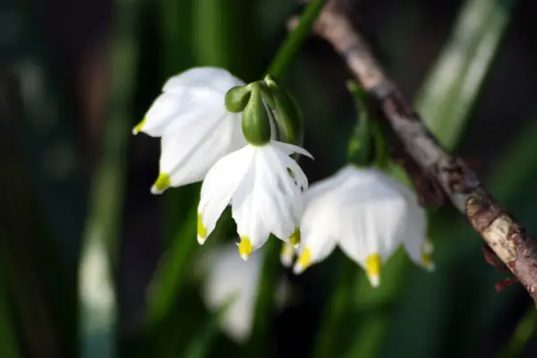 Blanc Printemps Petites Fleurs Chute Neige Galanthus Nivalis — Photo