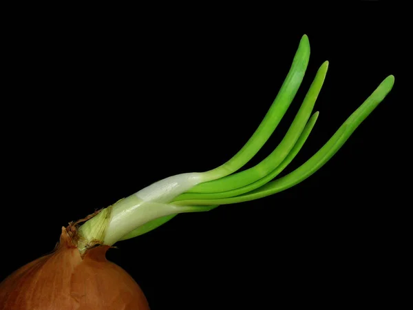 野菜のタマネギは適切に繁栄するために多くの暖かさを必要とするので 主に南部諸国で栽培されています これは普通のタマネギの親戚です それは約15 Cmのサイズを持っています 地獄の殻 — ストック写真