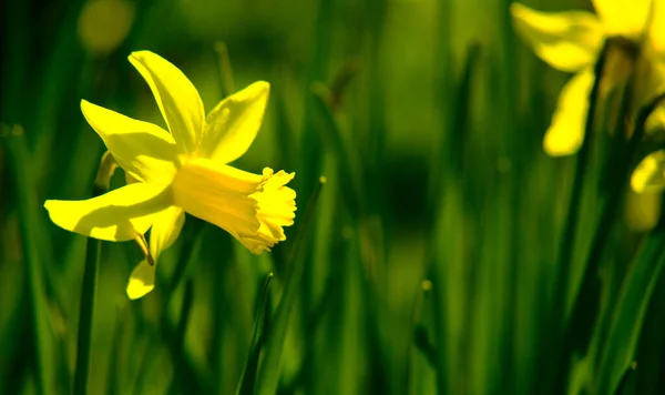 Daffodil Narcis Okvětní Lístky — Stock fotografie