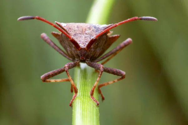 Closeup Bug Wild Nature — Stock Photo, Image