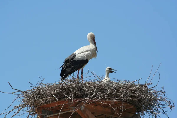 Scenic View Beautiful Stork Bird Nature — Stock Photo, Image