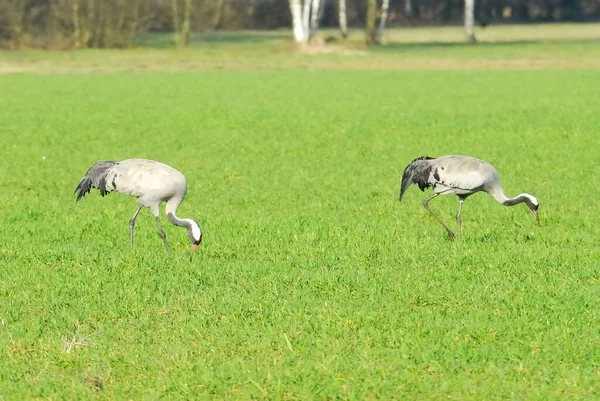 Utsikt Över Vacker Fågel Naturen — Stockfoto